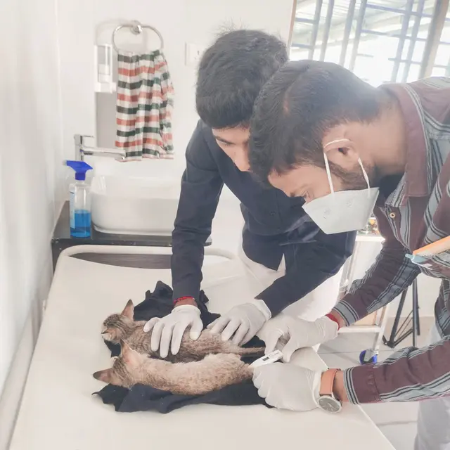 Animal Care & Rescue 2