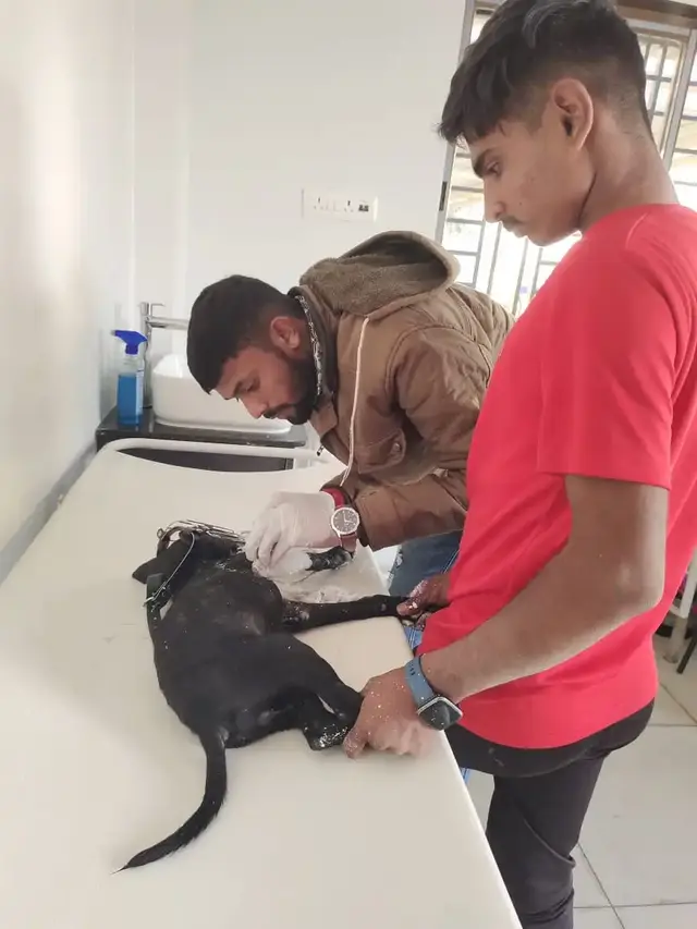 Animal Care & Rescue 4