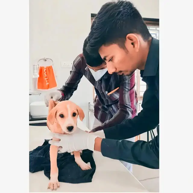 Animal Care & Rescue 10