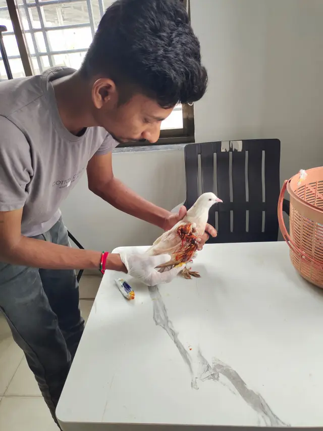 Animal Care & Rescue 12