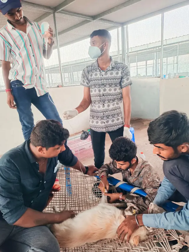 Animal Care & Rescue 28