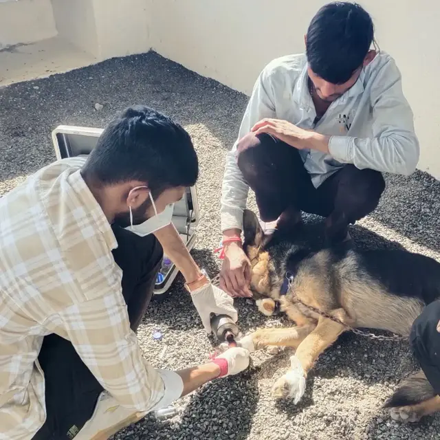 Animal Care & Rescue 33