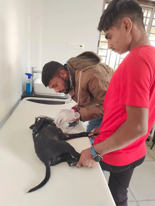 Animal Care & Rescue 46