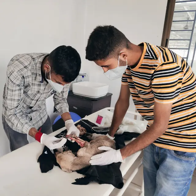 Animal Care & Rescue 48