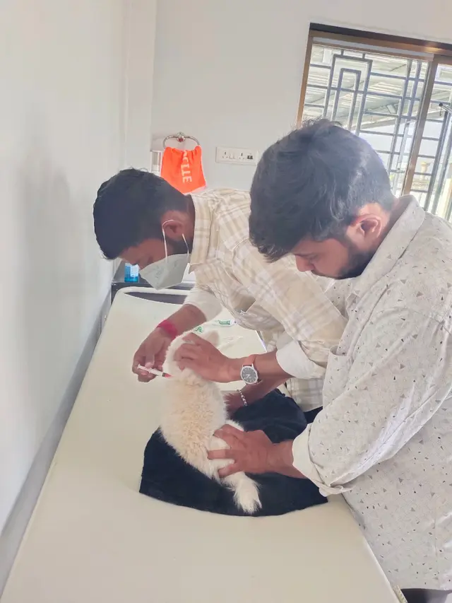 Animal Care & Rescue 50