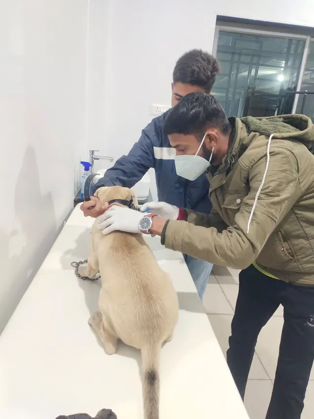 Animal Care & Rescue 51