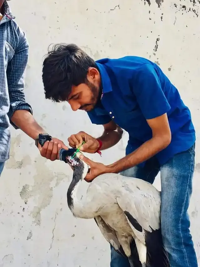 Animal Care & Rescue 53