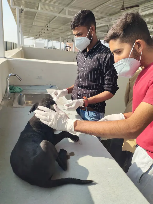 Animal Care & Rescue 56