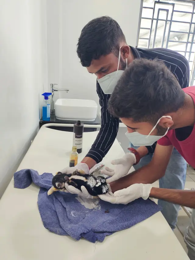 Animal Care & Rescue 58