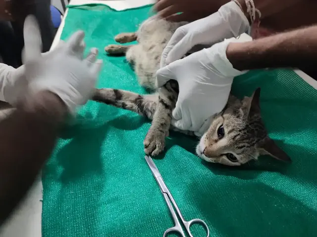 Animal Care & Rescue 60