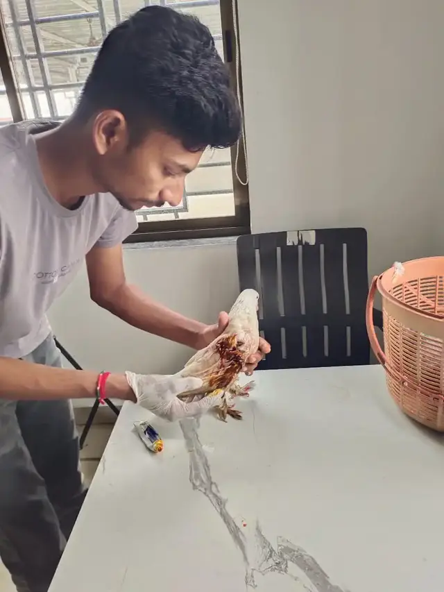 Animal Care & Rescue 62